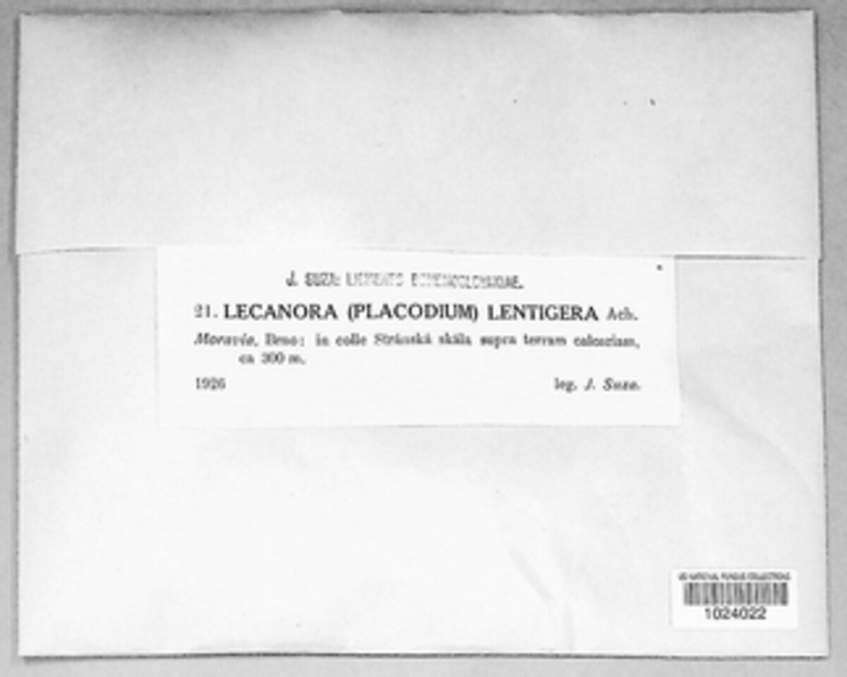 Squamarina lentigera image